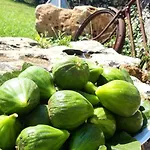 Giardini Di Marzo * Felline